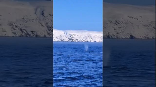 Киты Териберка, Мурманская область 24.02.2023