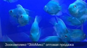 Цихлида попугай синий (Cichlasoma hibrid) Blue Blood Parrot продажа оптом