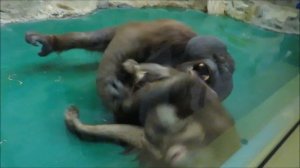 Орангутаны Мишель и Бату развлекаются 09.04.2021