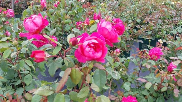 Rosa Benjamin Britten® (David Austin® English Rose) смотреть онлайн