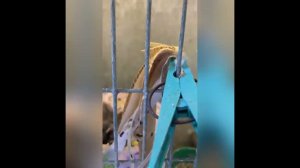 Гибридизация гибрид репел канарейка щегол канарейка 3-я кладка