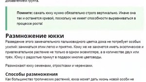 ЮККА Выращивание и уход за юккой в домашних условиях
