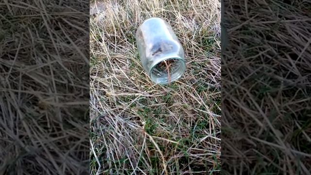 Гуманное обращение с пленными домашними животными. Ловля мышей. смотреть онлайн