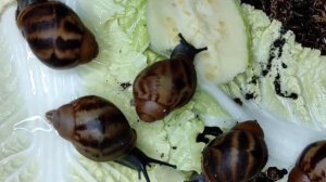 Archachatina marginata var. marginata