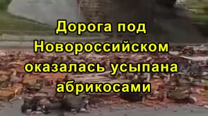 Дорога под Новороссийском оказалась усыпана абрикосами