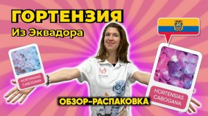 ОБЗОР-РАСПАКОВКА: гортензия из Эквадора