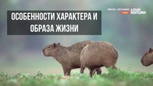 КАПИБАРА / ВОДОСВИНКА - КРУПНЕЙШИЙ ГРЫЗУН В МИРЕ! - SCIENCE BOX
