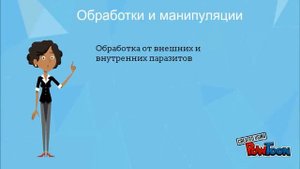нашли кошку 6 шагов