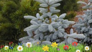 Ель колючая Блю Монтейн ? Обзор: посадка и уход. крупномеры ели Блю Монтейн: описание и особенности