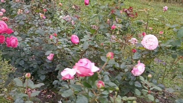 Заказ роз из питомника Розы Вдохновения.