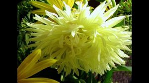 Занимательные уроки с "Лучиком света".  Энциклопедия растений для детей. Астра