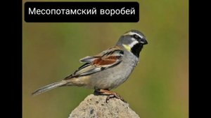 Основные виды воробьёв ??