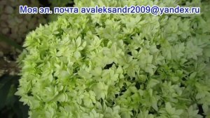 22 07 20г  Саженцы гортензии древовидной  сорта «Пинк Анабель»