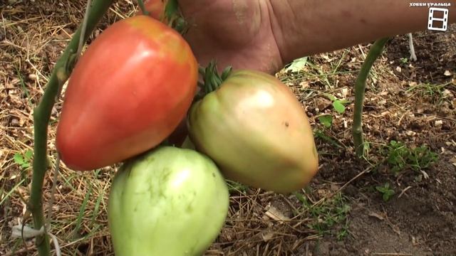 СУПЕР СОРТА ПОМИДОРОВ (ТОМАТОВ) ДЛЯ ПОСАДКИ В НОВОМ СЕЗОНЕ. САД (ОГОРОД) И ТЕПЛИЦА смотреть онлайн