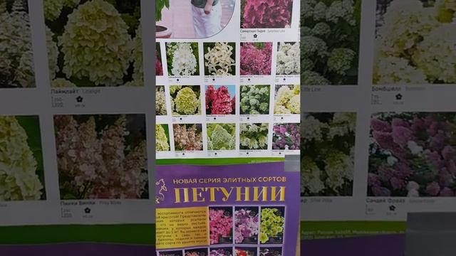 сорта метельчатых гортензий.как выглядят однолетние саженцы из черенка