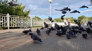 4К. Ульяновск и голуби.