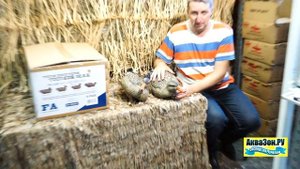 Чучела уток кряква 6 самок Магнум Final Approach