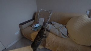 Кот впервые увидел младенца | Как кошки реагируют на новорожденных детей