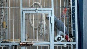 Попугай жако Бачик разговаривает