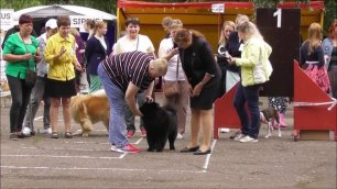 чау чау окрас рыжий и черный видео выставка собак в Великом Новгороде 2022