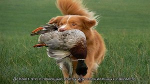 Новошотландский ретривер толлер: описание породы