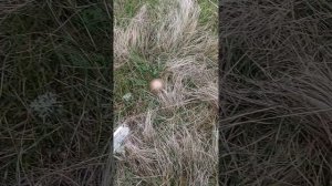 Сбор синеножки за час два ведра