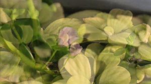 Уникальное явление - цветение бакопы мадагаскарской.