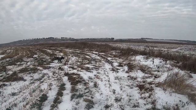 Охота на зайца. Benelli Raffaello первый трофей. смотреть онлайн