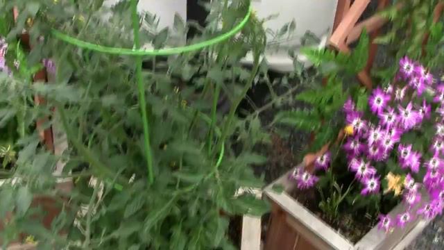 Flower update 6 1 15 смотреть онлайн