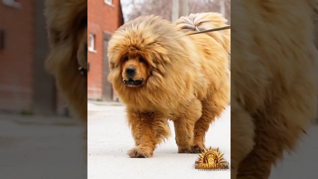 тибетский мастиф🦁будущая мамочка|Tibetan mastiff future mother #tibetanmastiff #tibetanmastiffpuppy