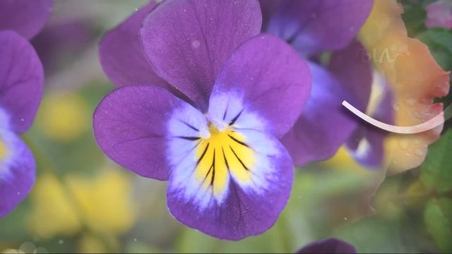 Поздравление? с Днем рождения подруга Студия Тандем. Видео-шаблон happy birthday ? смотреть онлайн