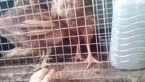 Голошейки расщепление  в каком поколение происходит