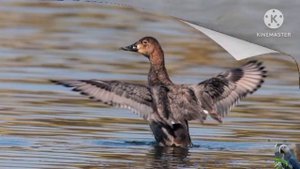 Голоса птиц: красноголовый нырок