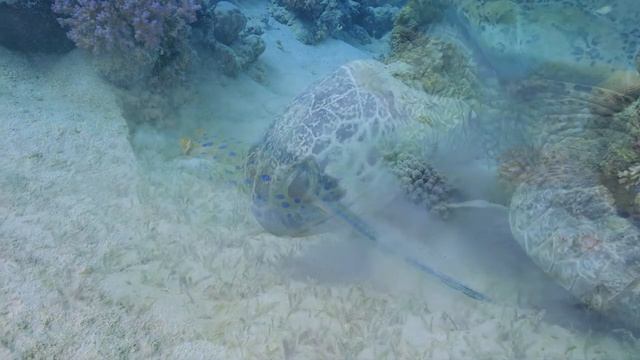 Шум моря ? музыка, расслабляющая водных животных? музыка лечащая нервы и помогающая заснуть смотреть онлайн