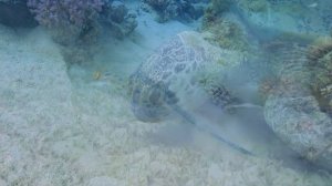 Шум моря ? музыка, расслабляющая водных животных? музыка лечащая нервы и помогающая заснуть