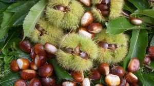 Медонос каштан. Виды. Описание. Медопродуктивность