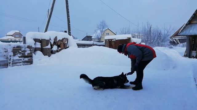 Дрессировка Тайсона | Шепски (метис хаски) | 24.11.21 6 месяцев