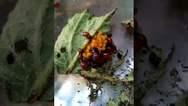 Колорадский жук лечинки и яйца. Жрут друг друга! Это Спарта! 😂 смотреть онлайн