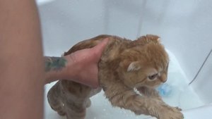 КОШКА ЛЮБИТ КУПАТЬСЯ? Котенок Фокси плачет в ванной мой питомец