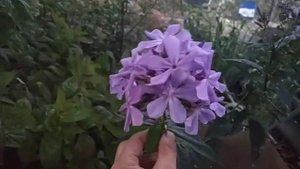 Флокс Гордость России и Славянка.