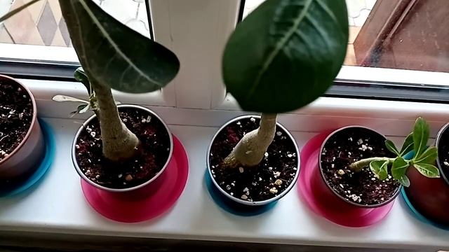 Комнатные растения. Цветы на полке. смотреть онлайн