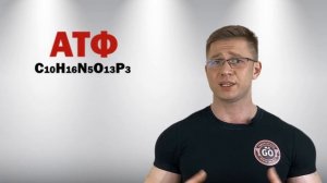Энергообеспечение мышц - урок 1 (Типы мышц, АТФ и источники его ресинтеза)