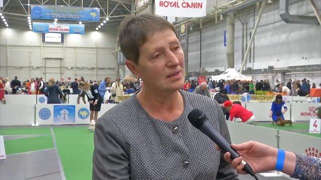 Английский спрингер-спаниель - идеальный друг и рабочая собака смотреть онлайн