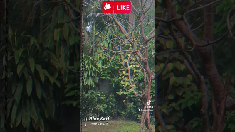 Alec Koff - Under The Sun (background music)