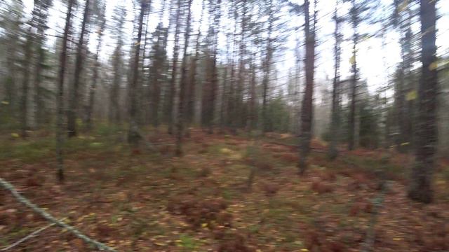 Русская гончая Побудка (Стрелка) (1,5 года). Охота на зайца беляка по чернотропу. Добыли двух зайцев