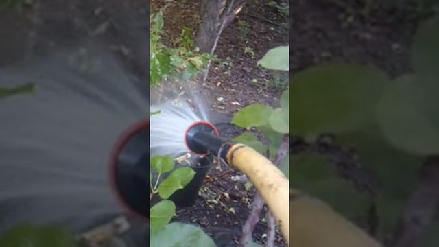 Полив9