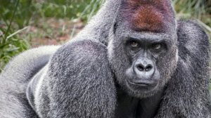 Интересные факты о самцах горилл