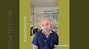 Токсоплазмоз - паразитарное заболевание кошек и человека, как можно заразиться от кошки человеку.