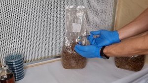 Как вырастить грибы - грамотный засев субстрата, ШАГ 2