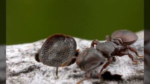 Кефалоты   уникальные муравьи с крышкой на голове